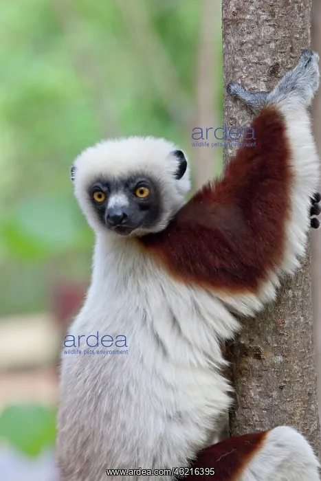 : Madagascar, Ankarafantsika Reserve, Ampijoroa : Madagascar, Ankarafantsika Reserve, Ampijoroa