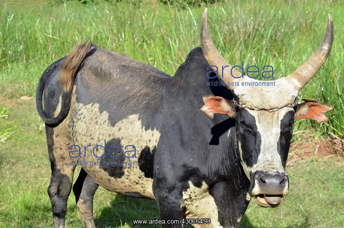 : Madagascar, Antananarivo, ox with large : Madagascar, Antananarivo, ox with large