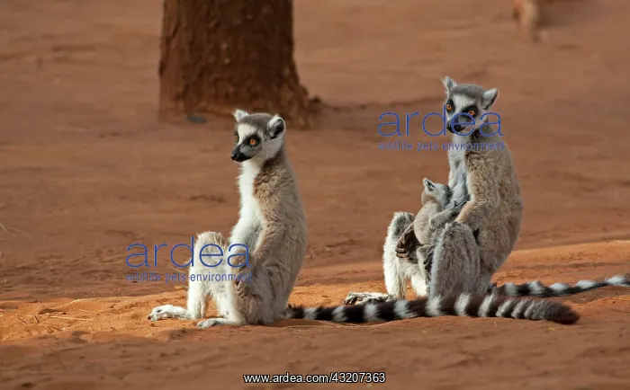 : Madagascar, Berenty Lemur Reserve. Ring-tailed : Madagascar, Berenty Lemur Reserve. Ring-tailed