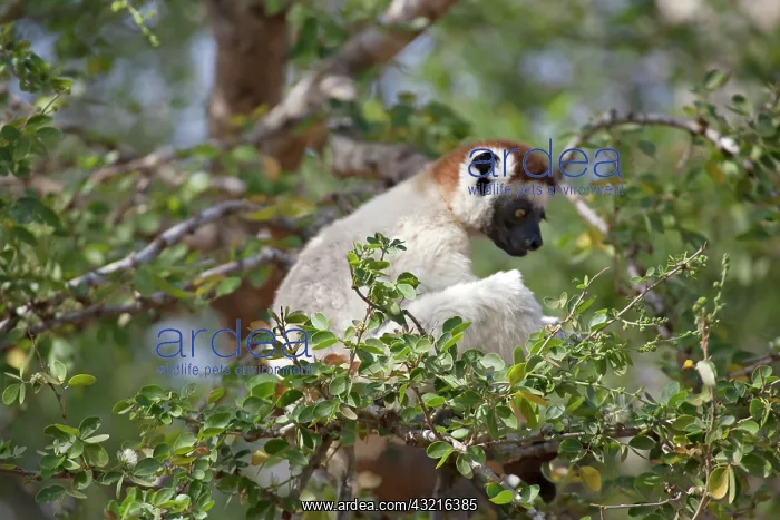 : Madagascar. Berenty Lemur Reserve. Verreaux's : Madagascar. Berenty Lemur Reserve. Verreaux's