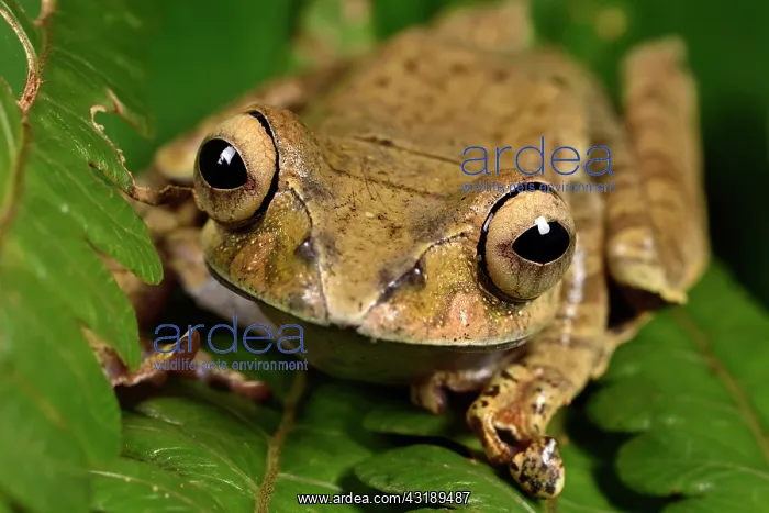 : Madagascar Bright-eyed Frog (Boophis madagascariensis) : Madagascar Bright-eyed Frog (Boophis madagascariensis)