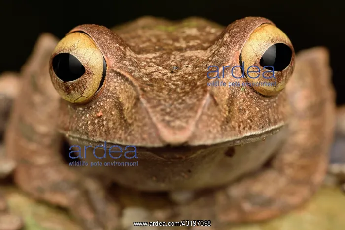 : Madagascar Bright-eyed Frog (Boophis madagascariensis) : Madagascar Bright-eyed Frog (Boophis madagascariensis)