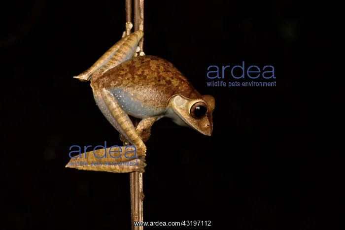 : Madagascar Bright-eyed Frog (Boophis madagascariensis) : Madagascar Bright-eyed Frog (Boophis madagascariensis)