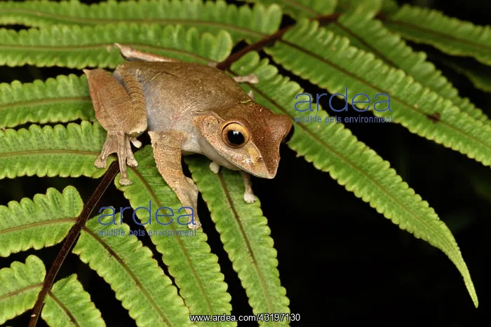 : Madagascar Bright-eyed Frog (Boophis madagascariensis) : Madagascar Bright-eyed Frog (Boophis madagascariensis)