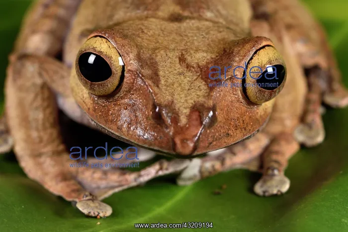 : Madagascar Bright-eyed Frog (Boophis madagascariensis) : Madagascar Bright-eyed Frog (Boophis madagascariensis)