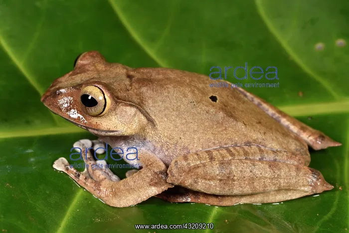 : Madagascar Bright-eyed Frog (Boophis madagascariensis) : Madagascar Bright-eyed Frog (Boophis madagascariensis)