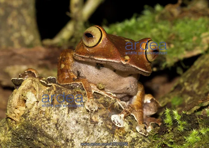 : Madagascar Bright-eyed Frog (Boophis madagascariensis) : Madagascar Bright-eyed Frog (Boophis madagascariensis)