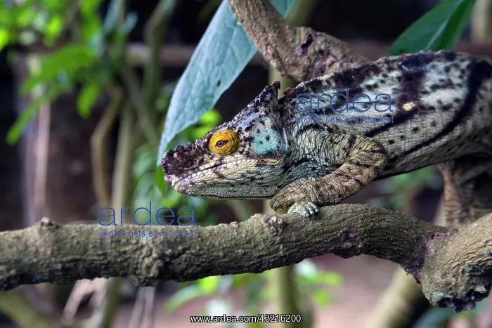 : Madagascar. Chameleon crawls on tree limb : Madagascar. Chameleon crawls on tree limb
