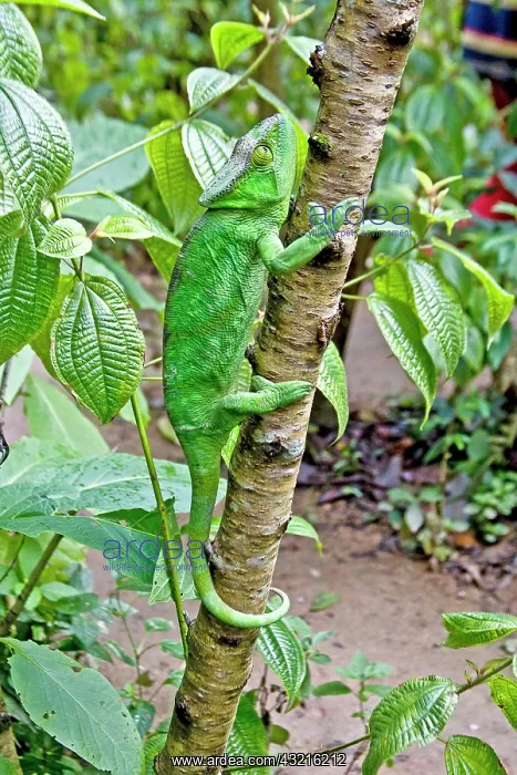 : Madagascar. Chameleon crawls up tree limb : Madagascar. Chameleon crawls up tree limb