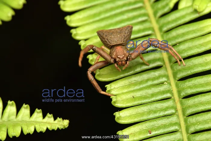: Madagascar Crab Spider (Cyriogonus sp) on a fern : Madagascar Crab Spider (Cyriogonus sp) on a fern