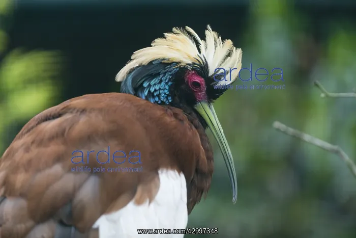  : Madagascar Crested Ibis - portrait of male