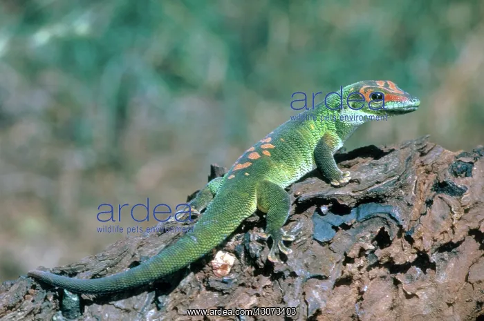 : Madagascar Day Gecko : Madagascar Day Gecko