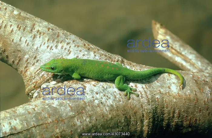 : Madagascar Day Gecko : Madagascar Day Gecko