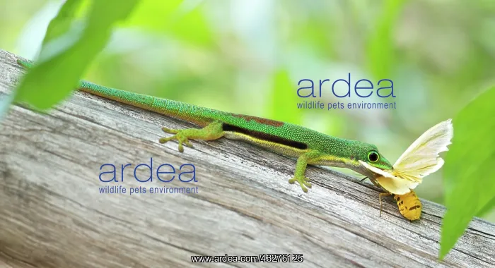 : Madagascar Day Gecko (Phelsuma lineata lineata) : Madagascar Day Gecko (Phelsuma lineata lineata)