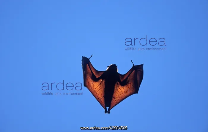 : Madagascar Flying Fox / Fruit Bat : Madagascar Flying Fox / Fruit Bat