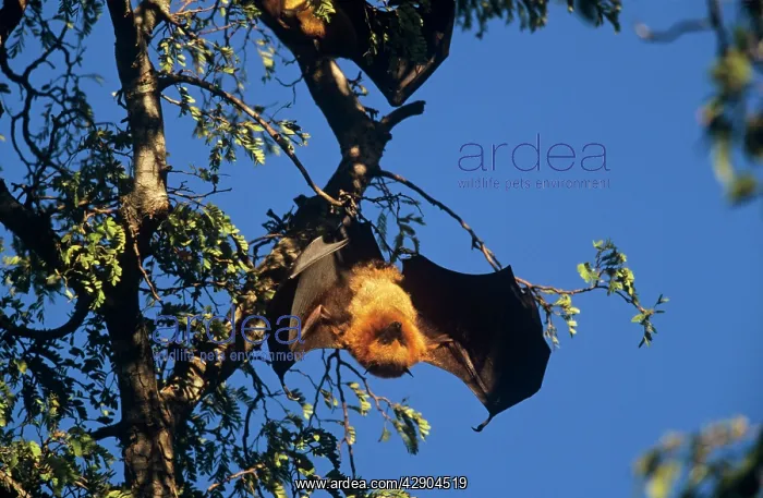 : Madagascar Flying-Fox / Fruit Bat : Madagascar Flying-Fox / Fruit Bat