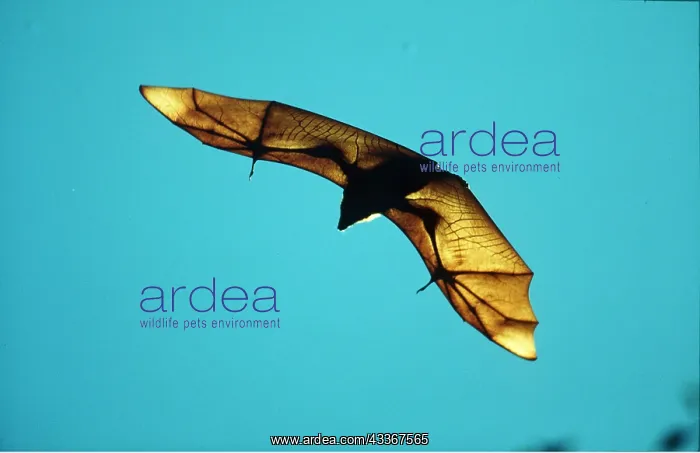 : MADAGASCAR FLYING FOX / Fruit Bat - in flight : MADAGASCAR FLYING FOX / Fruit Bat - in flight
