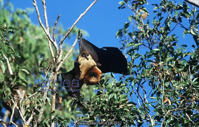 : Madagascar Flying Fox / Fruit Bat - hanging in tree : Madagascar Flying Fox / Fruit Bat - hanging in tree
