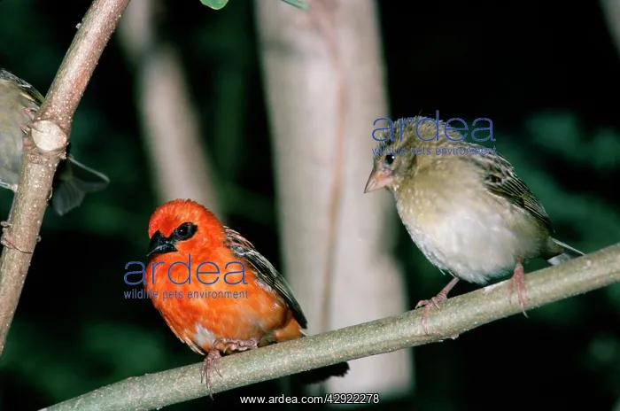 : Madagascar Fody - male & female : Madagascar Fody - male & female