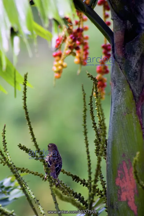 : Madagascar Fody on Palm Tree : Madagascar Fody on Palm Tree