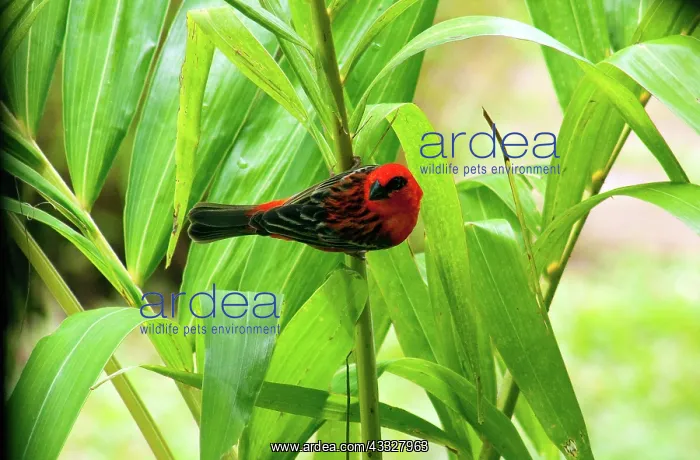 : Madagascar Fody on Palm Tree : Madagascar Fody on Palm Tree