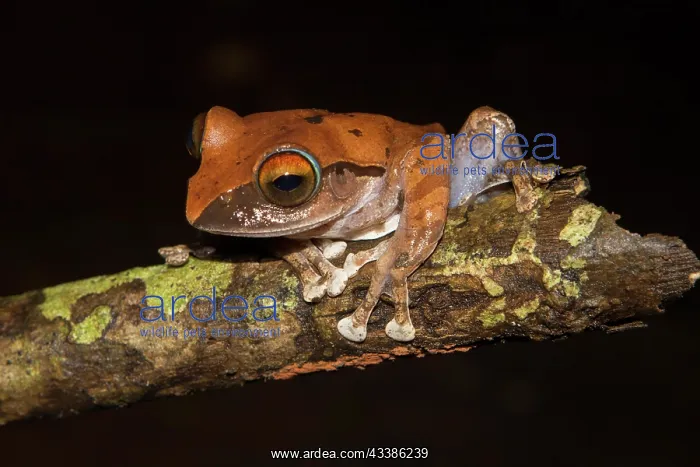 : Madagascar frog (Boophis entingae) on branch, Montagne : Madagascar frog (Boophis entingae) on branch, Montagne