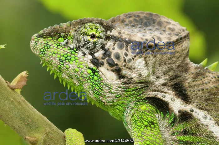 : Madagascar Giant Chameleon : Madagascar Giant Chameleon