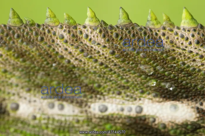 : Madagascar Giant Chameleon : Madagascar Giant Chameleon