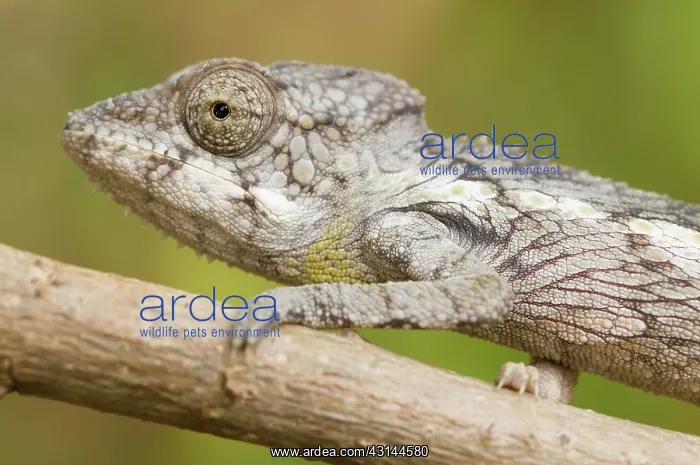 : Madagascar Giant Chameleon : Madagascar Giant Chameleon