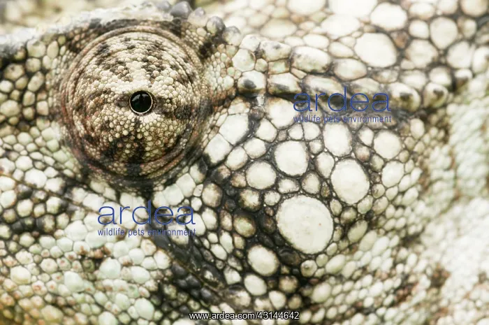 : Madagascar Giant Chameleon : Madagascar Giant Chameleon