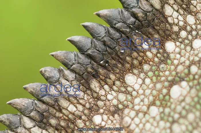 : Madagascar Giant Chameleon : Madagascar Giant Chameleon