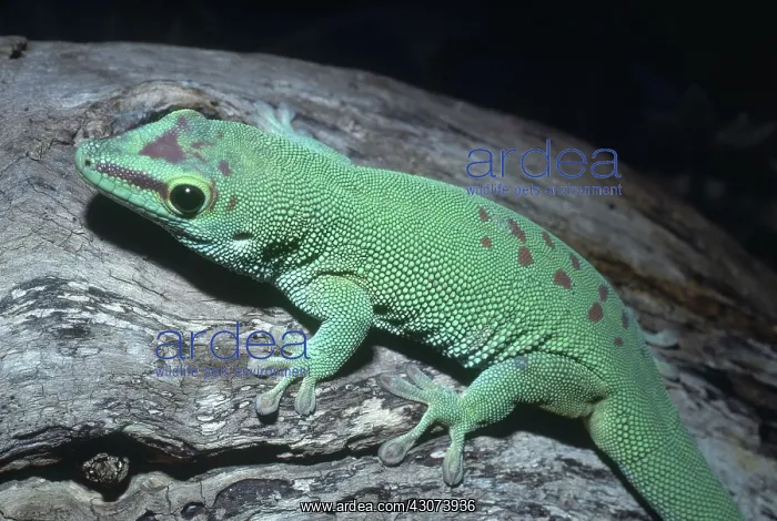 : Madagascar Giant Day Gecko : Madagascar Giant Day Gecko