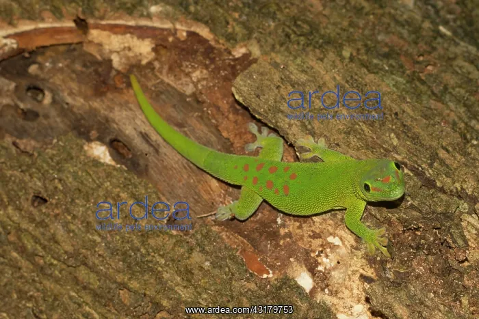 : Madagascar giant day gecko (Phelsuma grandis), Nosy : Madagascar giant day gecko (Phelsuma grandis), Nosy