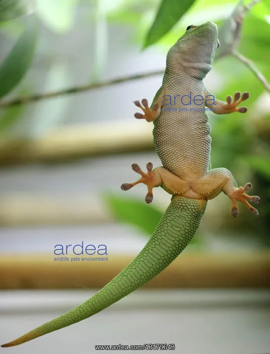 : Madagascar giant day gecko (Phelsuma madagascariensis : Madagascar giant day gecko (Phelsuma madagascariensis