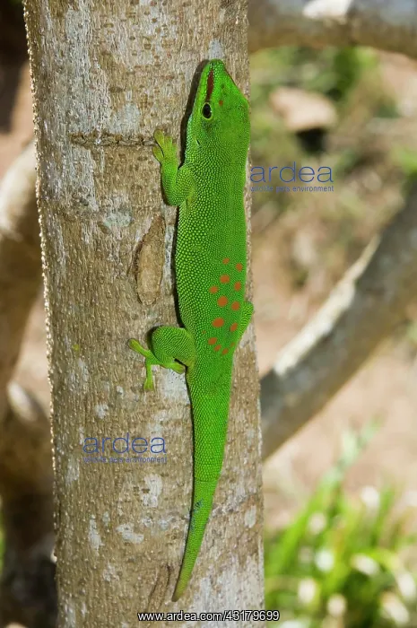  : Madagascar Giant Day Gecko (Phelsuma madagascariensis