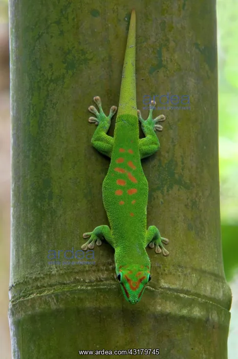 : Madagascar giant day gecko (Phelsuma madagascariensis) : Madagascar giant day gecko (Phelsuma madagascariensis)
