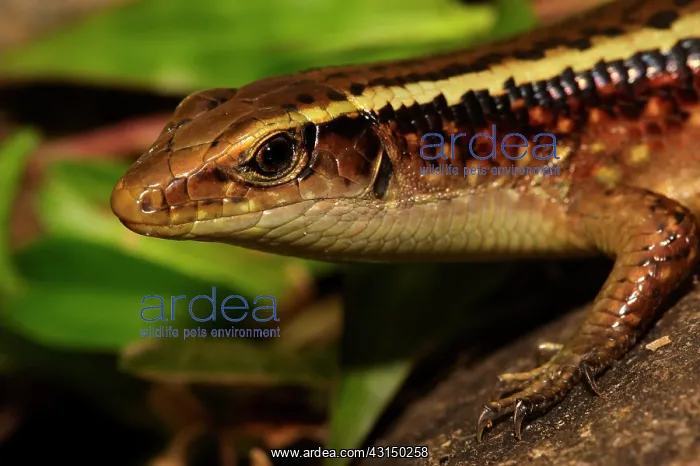 : Madagascar Girdled Lizard : Madagascar Girdled Lizard