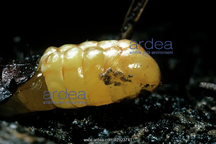 : Madagascar Hissing Cockroach : Madagascar Hissing Cockroach