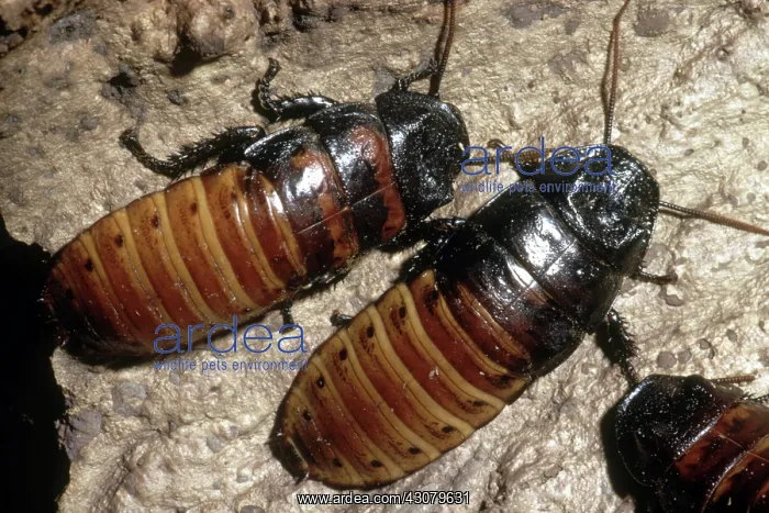 : Madagascar Hissing Cockroach : Madagascar Hissing Cockroach