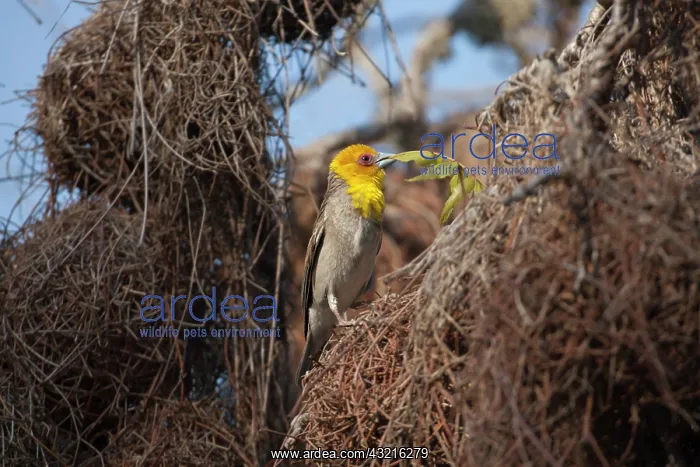 : Madagascar, Ifaty. Male Sakalava Weaver : Madagascar, Ifaty. Male Sakalava Weaver