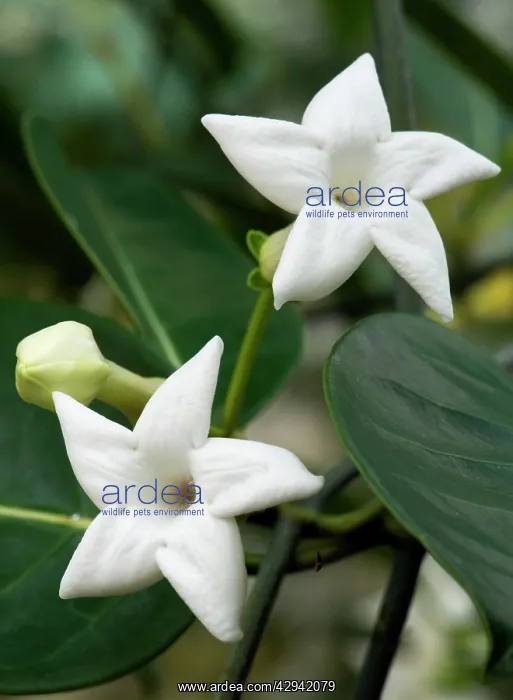  : Madagascar jasmine - shot under glass in a Norfolk garden