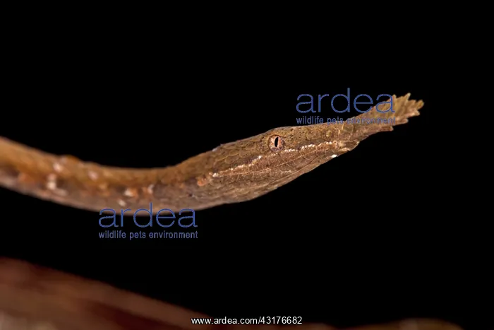 : The Madagascar Leaf-nosed snake (Langaha madagascariensis) : The Madagascar Leaf-nosed snake (Langaha madagascariensis)