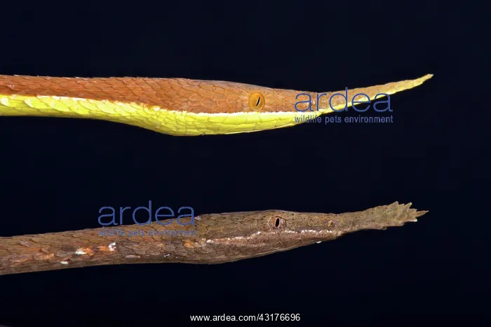 : Madagascar leaf-nosed snake (Langaha madagascariensis) : Madagascar leaf-nosed snake (Langaha madagascariensis)