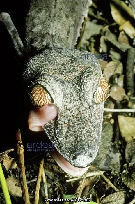 : Madagascar Leaf-tailed Gecko : Madagascar Leaf-tailed Gecko