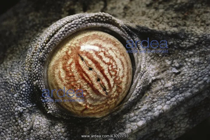 : Madagascar Leaf-tailed Gecko : Madagascar Leaf-tailed Gecko