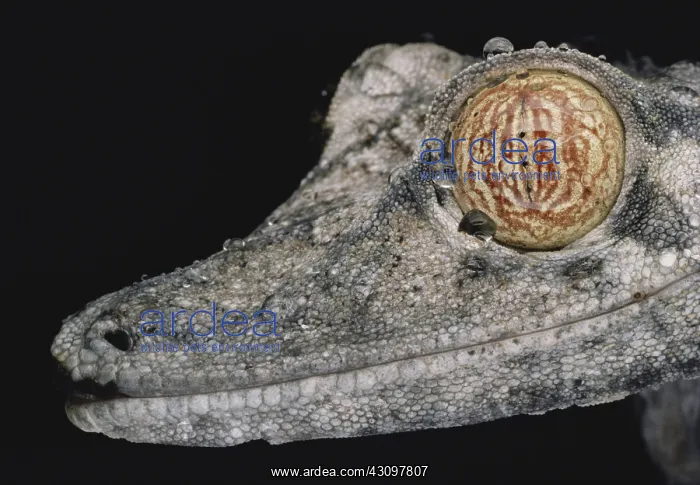 : Madagascar Leaf-tailed Gecko : Madagascar Leaf-tailed Gecko