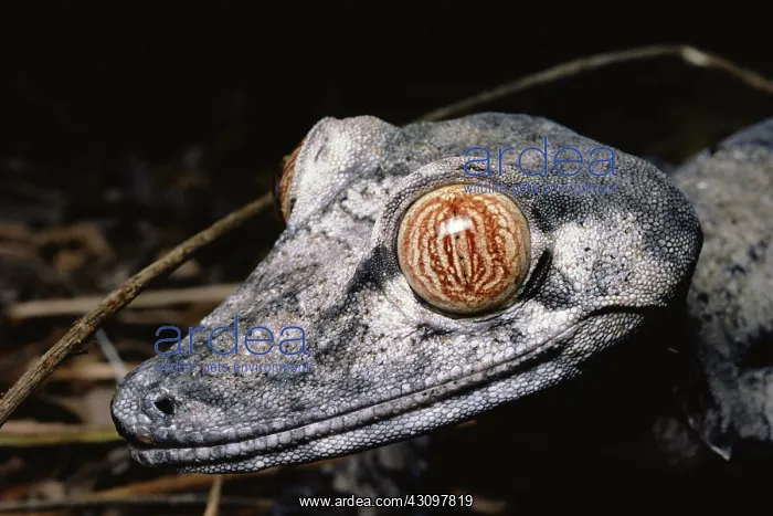 : Madagascar Leaf-tailed Gecko : Madagascar Leaf-tailed Gecko