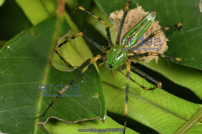 : Madagascar lynx spider (Peucetia madagascariensis) : Madagascar lynx spider (Peucetia madagascariensis)