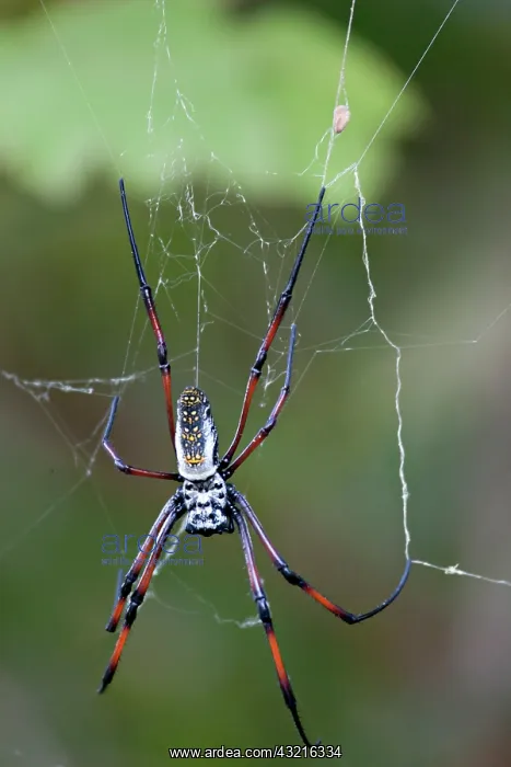 : Madagascar. Madagascar Golden Web Spider : Madagascar. Madagascar Golden Web Spider