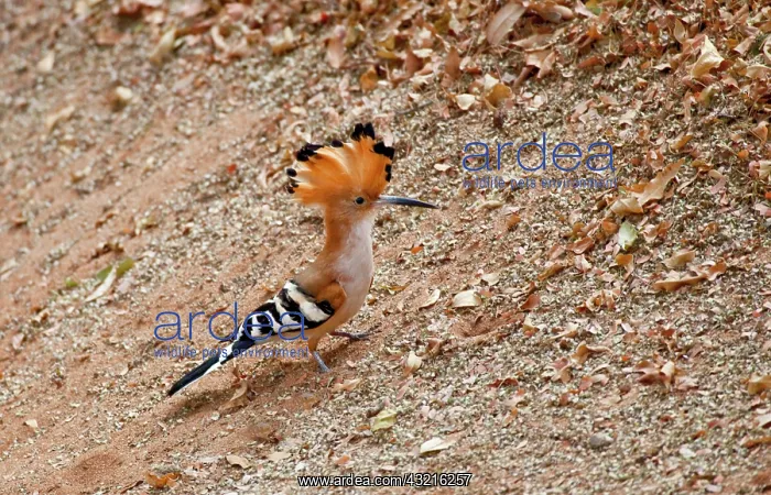 : Madagascar. Madagascar Hoopoe (Upupa marginata) : Madagascar. Madagascar Hoopoe (Upupa marginata)
